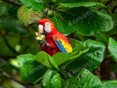 Preview: Closeup of a Scarlet Macaw perched on a leaf in Costa Rica