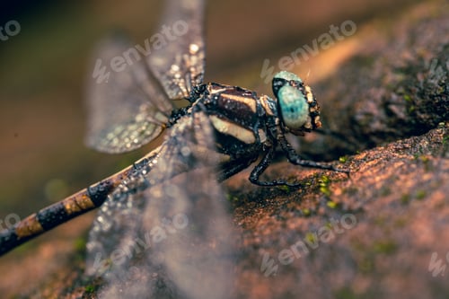 Preview: Dragonfly