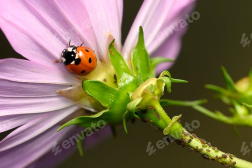 Preview: Ladybug Eating Aphids on Green Plant, Macro Shot of Natural Pest Control