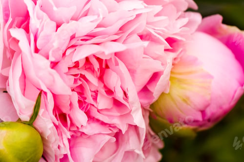Preview: Flowers