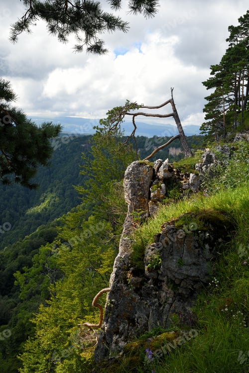 Preview: Lonely broken pine on edge of cliff