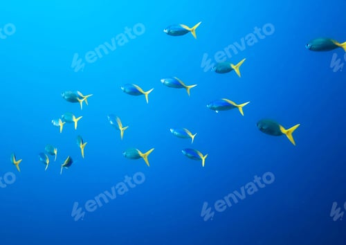 Preview: Amazing underwater world, Underwater world scene.