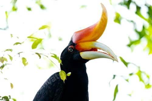 Preview: The rhinoceros hornbill (Buceros rhinoceros) is a large species of forest hornbill (Bucerotidae).