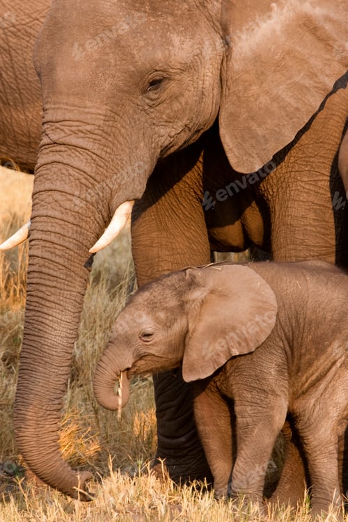 Preview: African elephant and calf, Okavango Delta, Botswana
