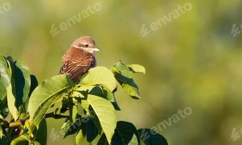 Preview: Red-backed shrike, Lanius collurio. A young bird sits on a walnut branch on a beautiful background