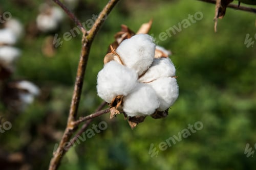 Preview: Closed up cotton blossom ready for harvesting,cotton tree