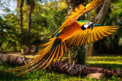 Preview: bird, parrot, Scarlet, Macaw, flying
