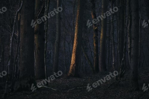Preview: Creepy forest with sunlight shining on a tree trunk
