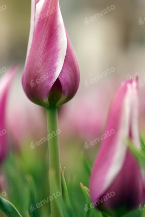 Preview: Tulip