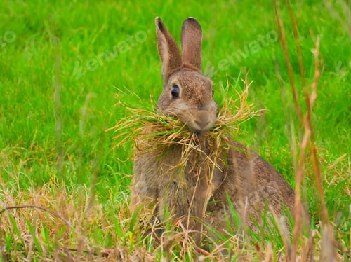 Preview: Rabbit in a grassy field with a mouthful of dry grass, looking alert and surrounded by greenery.