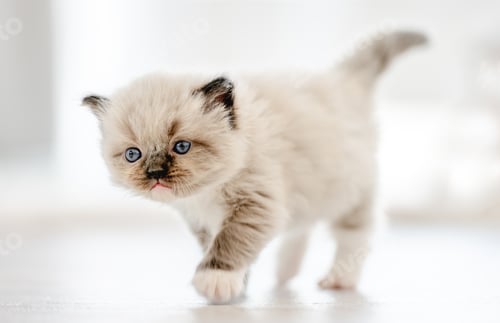 Preview: Ragdoll kitten isolated on white background