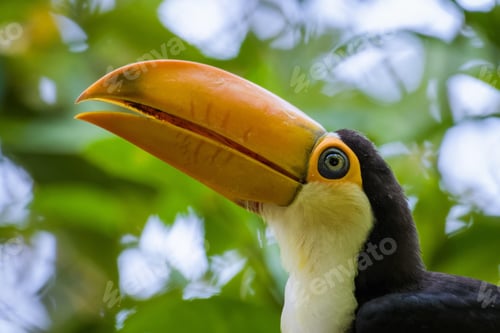 Preview: toucan, bird, colours, tropics