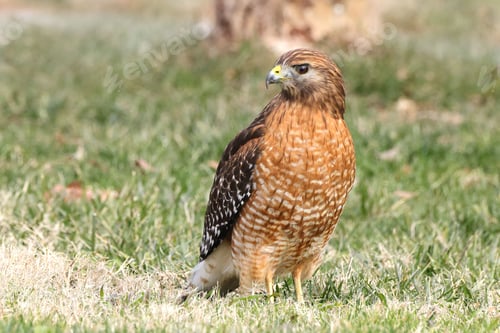 Preview: Red-shouldered hawk on grassy field