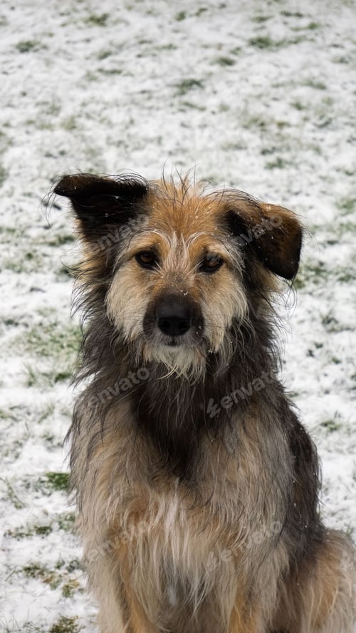 Preview: Vertical shot of a stray dog looking at the camera on background of snowy grass