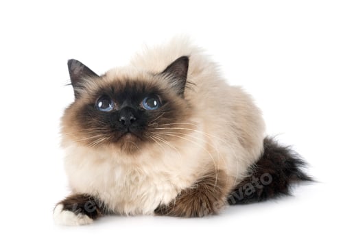 Preview: birman cat in studio