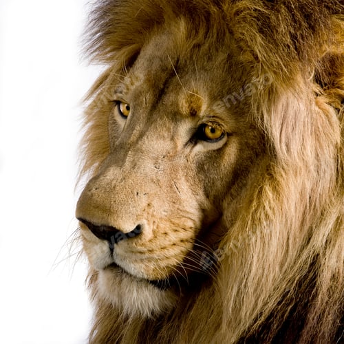 Preview: Lion (4 and a half years) - Panthera leo