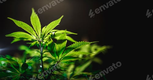 Preview: Green cannabis leaf close up on black background with sunbeam and glow.