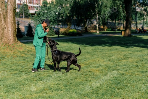 Preview: a large breed Cane Corso dog on a walk in a training park attacks a trainer
