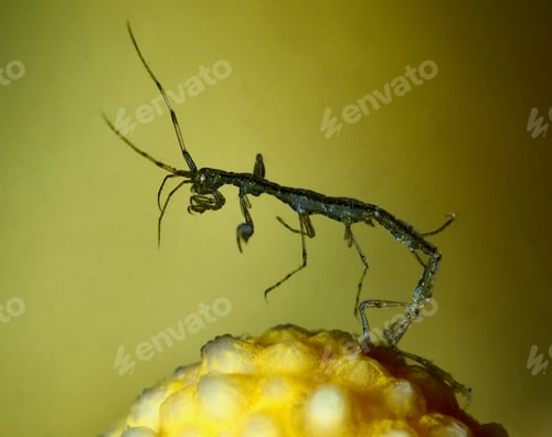 Preview: Skeleton shrimp from Oslo fjord