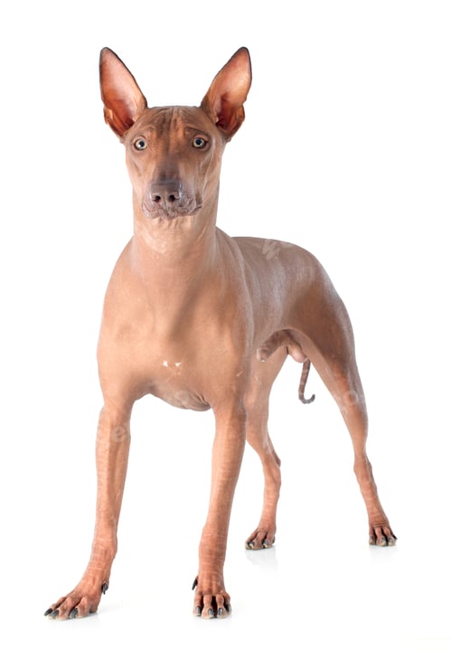 Preview: peruvian dog