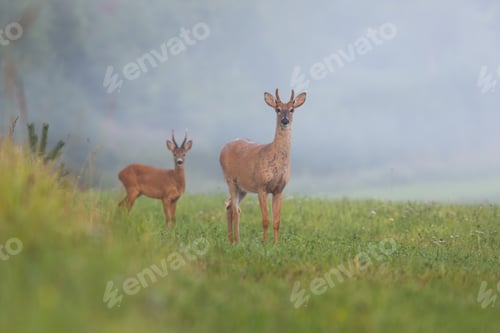 Preview: White-tailed deer stag and roe deer buck standing on hay field in summer morning