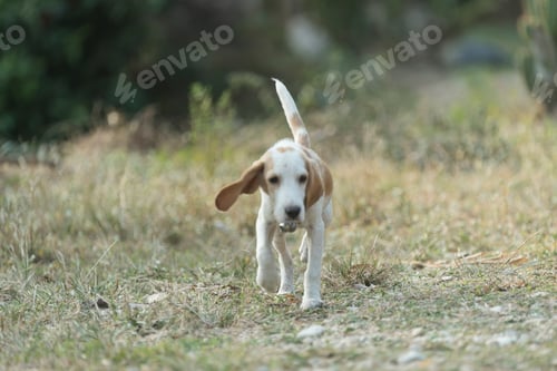 Vista previa: Puppies dog are playing in the grass with warm sunlight .