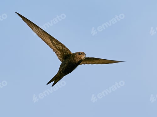 Preview: Common swift (Apus apus)