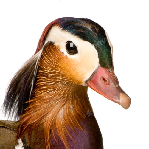 Preview: Mandarin Duck