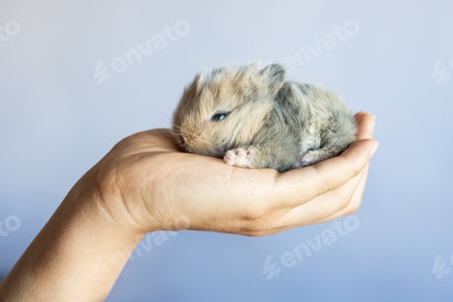 Preview: Newborn baby holland lop bunny in woman hands. Woman holding tiny bunny in hand with tenderness and