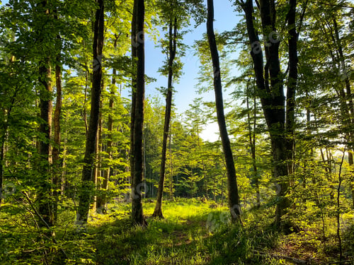 Vorschau: Grüner Wald