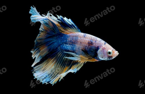 Preview: Colorful with main color of blue, yellow and pink betta fish, Siamese fighting fish