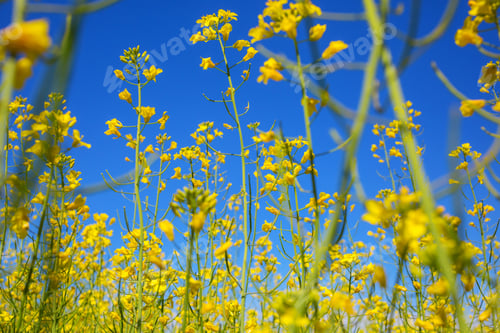 Preview: Rapeseed field