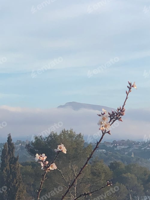 Preview: White Blossoms Above Foggy Landscape During the Day
