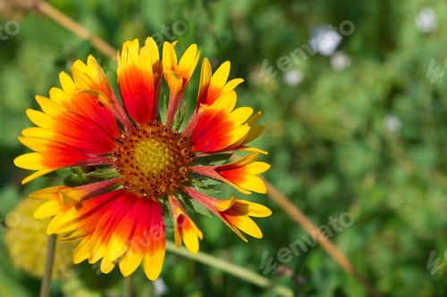 Preview: Beautiful flower