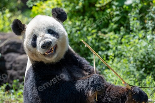 Preview: Large wild panda performing tricks in black and white.