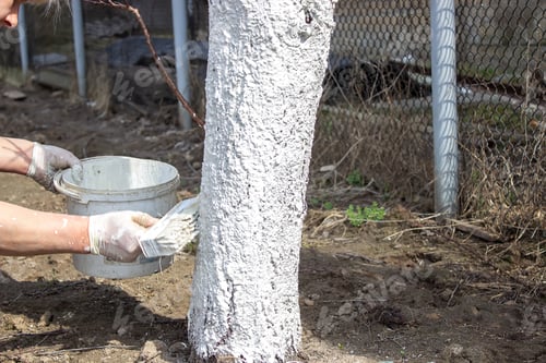 Preview: Whitewash of spring trees, protection from insects and pests.