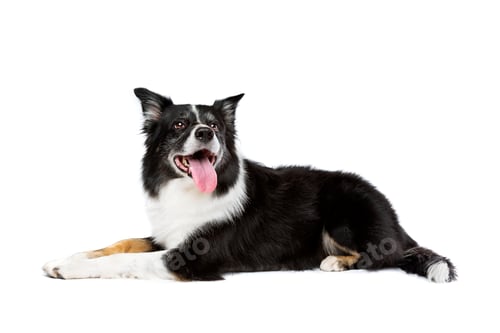 Preview: dog