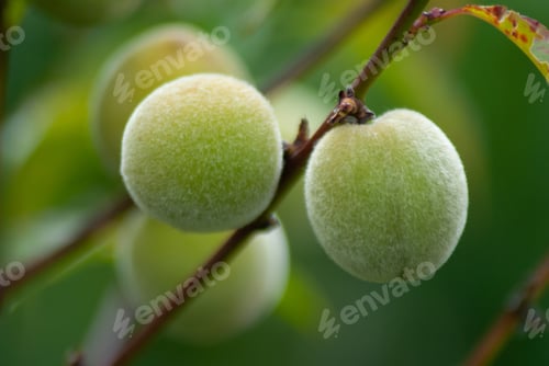 Preview: Closeup shot of green peach fruits on a tree branch