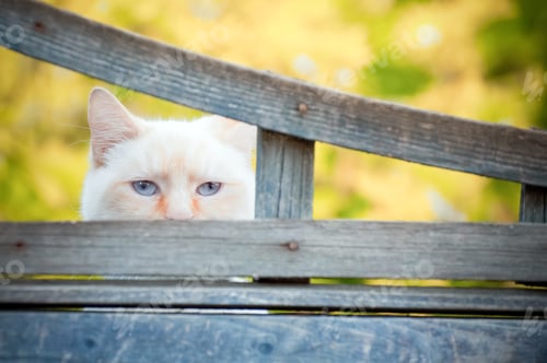 Preview: kitty blue eyes