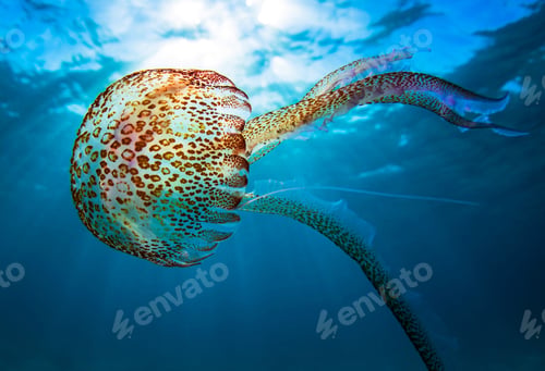 Preview: Background of jellyfish. Jellyfish swims in the ocean sea, light passes through the water, creating