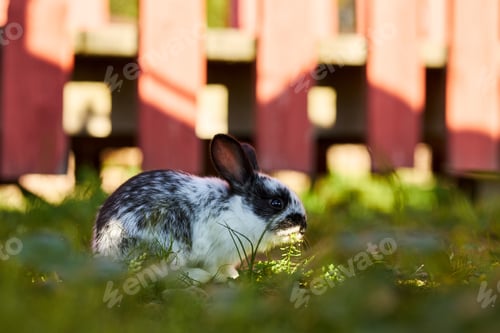 Preview: Spotted Rabbit Eating Grass Outdoors near Wooden Fence in Sunlight