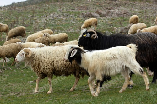 Preview: Goats and sheep. The herd is grazing in nature.