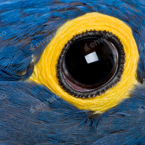 Preview: Hyacinth Macaw, 1 year old, close up on eye