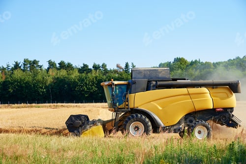 Preview: Combine harvester harvesting golden ripe wheat in agricultural field