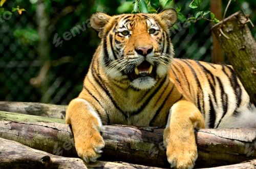 Preview: Portrait of a Malayan tiger (Panthera tigris jacksoni).