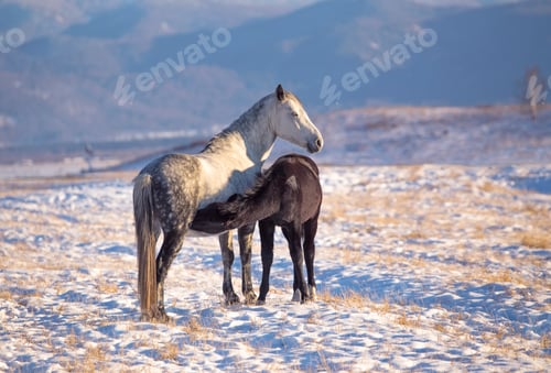 Preview: Horse foal suckling from mare in in a snowy meadow