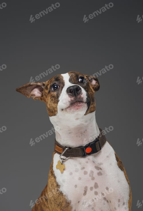 Preview: Funny american staffordshire dog with collar against gray background