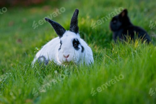 Preview: pets, bunny, scared, rabbit, hare