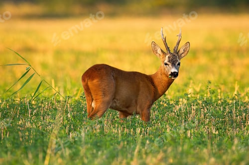 Preview: Roe deer buck facing camera and listening on stubble field with green clover