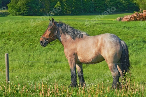 Vista previa: Caballo. Una foto de un caballo en un entorno natural.